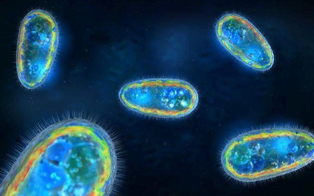 Beyin dokusunu tahrip eden amip sebebiyle son 50 ylda 141 kiinin hayatn kaybettii belirtiliyor