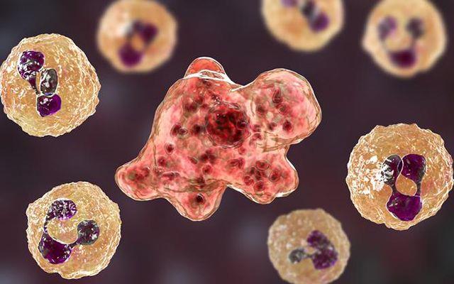 ABD'nin Florida eyaletinde 'beyin yiyen amip' alarm verildi.