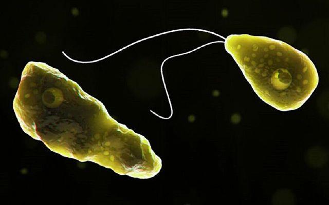 Tatl suda yaayan bu tek hcreli canl tr, vcuda burundan girerek beyne yerleiyor.