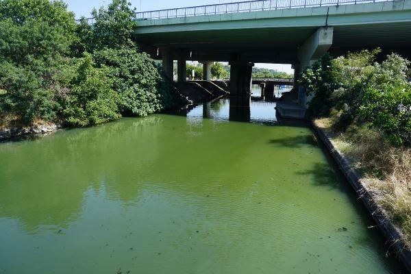 "KULARDAN ALDIKLARI VRS HAYVANLARA VE NSANLARA BULATIRABLYORLAR": <br>Geen yl Avclar Yeilkent Mahallesi'nde yaayan 4 kiide, sivrisineklerden getii bilinen Bat Nil Virs tespit edilmiti.  Avclar'da yaayan vatandalar bu yl yine sivrisinek sorunuyla kar karya olduklarn ve camlarn aamadklarn belirtiyor. stanbul niversitesi-Cerrahpaa Veterinerlik Fakltesi Viroloji Anabilim Dal Bakan Prof. Dr. Hseyin Ylmaz sivrisineklerin hastalk tama riski olduunu ifade ederek, Bat Nil Virsne kar uyarlarda bulundu. Prof. Dr. Ylmaz, "Sivrisineklerden bulaabilen hastalklarda risk var. Bunlardan en nemlisi Bat Nil Atei virs, Rift Vadisi Hummas ve Usutu Virs. Usutu Virs Avrupa'da birka yldr sknt olmaya balad. Biz Usutu Virs aratrmaya baladk. Bat Nil Atei Virsn aratrdk. Hem sivrisineklerde hem kularda var. Kularda var olan virs sivrisinekler kan emerek alyorlar. Kulardan aldklar virs daha sonra hayvanlara ve insanlara bulatrabiliyorlar. Yani kan yoluyla naklediyorlar. Trkiye'de tek tk vakalar grlyor. Eer sinek poplasyonu artarsa ve artan poplasyonda ok sayda sinek bu virs tarsa bulama riski artyor" ifadelerini kulland.