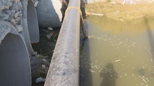 "TM VCUTTA KABARMA, KIZARMA, LK OLABLYOR":<br> Alerjisi olan kiilerin dikkatli olmas uyarsnda bulunan Do. Dr. Kutlubay, "Bize gelen hastalar ya srdklar blgede kzarklk, ikinlik ya da yara tarznda oluabiliyor ya da alerjik atopik dediimiz kiilerde sadece srdklar blgelerde deil de tm vcutta kabarma, kzarma ilik olabiliyor. Hastann alerjik durumu varsa, bu ocuk ve yetikin de olabilir tm vcutta, gzde, dudakta ime ok ok ileri vakalarda anafilaktik reaksiyonlar yani solunum durmas, nefes almada zorluklar gibi birtakm belirtilere bile neden olabilir" dedi.