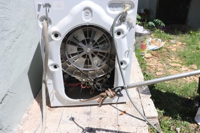 Olay zmit Hasan Elbeyolu Sokak?taki tek katl evde meydana geldi. Edinilen bilgiye gre yal bir kadnn yaad tek katl eve giren ylan amar makinesinin iine sakland. Ylan karamayan kadn nce 2 olunu eve ard.