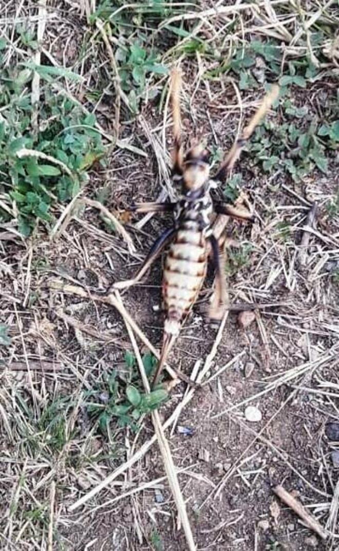 Getiimiz gnlerde de Tunceli'nin emigezek ilesinde etil olmasyla bilinen bilimsel ad 'Saga Ephippigera' olan 'aaboan' ekirge tr grld.