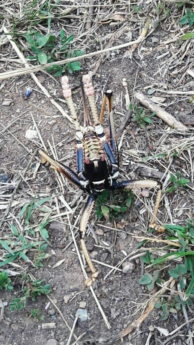 emigezek ilesine bal Ulukale kynde yaayan Fatih Karakaya, etil olmasyla bilinen 'aaboan' ekirge trn cep telefonu kamerasyla grntledi.