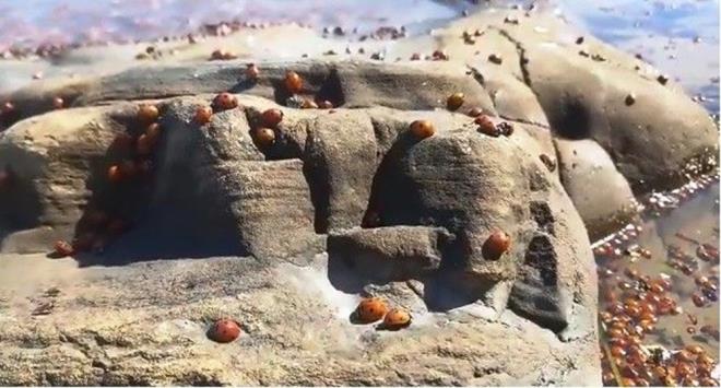 anakkale&#8217;nin Kuzey Ege&#8217;deki turizm merkezlerinden biri olan Gkeada&#8217;da toplu uur bcei lmleri grenleri tedirgin etti.