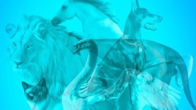 Her cumartesi yer verdiimiz kiilik testleri ilgiyle takip ediliyor. Bu defa fotoraflara verdiiniz cevaplar karakterinizle ilgili kendinize bile itiraf edemediiniz yanlarnz ortaya karacak. NTV'de yer alan karakter analizine gre fotorafta ilk grdnz hayvan kiiliinizi yanstyor. te fotoraflarla kiilik testi...