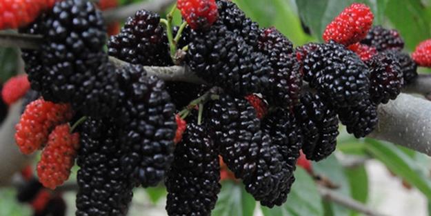 Urmu duttan pekmez dnda kurutmalk, reel, salatalarda kullanlmak zere toz eki elde ediliyor.    retici Hasan Bilen, urmu dutun ok az elde edildiini ve kilosunun 250-300 TL&#8217;ye satldn belirterek, pekmezinin ok kymetli bir rn olduunu syledi.