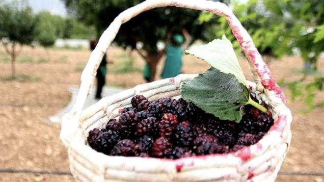 Mor rengi ve antioksidan zellii ile eitli vitaminleri salayan, az ve dil yaralar gibi bakterileri iyiletiren urmu dut pekmezi piyasada yok satyor. Trkiye'de ok az blgede yetien rn 300 TL'den alc buluyor. Piyasada fazla olmamasndan dolay kilo ile satlmayan urmu dut pekmezi, gram ile satlyor.