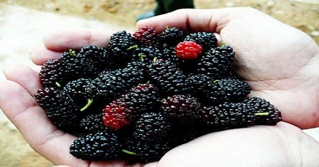  Hastalklar ve Geleneksel Tp Uzman Enes Seyda ahiner, urmu dutun antioksidan zelliinin olduunu kaydederek, yle konutu:&#8220;Urmu dut zellikli antioksidan kapasitesi ok yksek bir meyvedir. Antioksidan kapasite ne demek? Antioksidan zellik demek yani, vcuttaki zararl etkenlerin, toksik maddelerin ite bunlar mikrobik etkenler olabilir, virs olabilir, bakteri olabilir, hatta tmr, kanser hcreleri olabilir. Bunlarn vcuttan uzaklatrmasn salayan bir zelliktir. Urmu dut ierdii yksek dozda C vitamini, D Vitamini, kalsiyum, manezyum, B vitamini kompleksleri, hatta demirle beraber btn vitaminler, minaralleri ihtiva ettii iin baklk sisteminin desteklenmesinde ve kuvvetlenmesinde olduka nem arz etmektedir. Bunun dnda urmu dut az yaralarnda gargara yaplp yutularak, onun dnda kemik salnn korunmasnda, yksek kolesterol, tansiyon, eker hastalklarnda, zellikle kanszlk tedavilerinde, fiziksel tedavi uyguladmz hastalarmzda bile ou zaman tavsiye ediyoruz.&#8221;