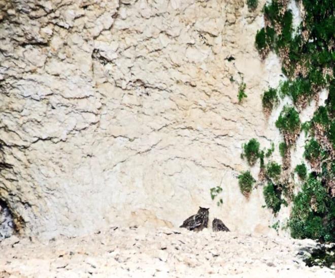 Elaz'n Baskil ilesinde bulunan milyonlarca yl ncesine ait olduu belirlenen Saklkap ve Karaleylek kanyonlar, bir yandan turizme kazandrlp misafirlerini arlarken bir yandan da yaban hayatna ev sahiplii yapyor. Kanyonlarda almalarn srdren Yukar Frat Kltr Sanat ve Kalknma Dernei Bakan Aygn am ve beraberindeki ekip, kanyonlarda sr halinde domuz ve nesli tkenme tehlikesi altnda olan da keileri ile boynuzlu bayku trn grntledi. Domuzlar ve keiler kanyonlarda sr halinde gezerken, baykular ise Karaleylek kanyonunda ki karaleyleklerin yuvalarnda yaam srd grld.