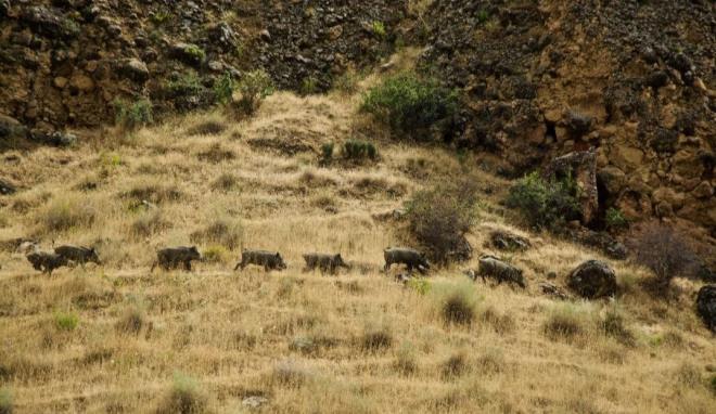 Dernek olarak kanyonlardaki almalara devam ettiklerini belirten am, &#8220;Bu haftaki almalarmzda ok ilgin grntlere ahit olduk. Nesli tkenmekte olan yaban keilerini grdk. Yaban domuzlar da o blgedeydi ve onlar da grntledik. Ama asl ilgin olan ise dnyada nesli tkenmekte olan bir ku trn grdk. Bu puhu kuuydu. Yani byk bayku tr. Dier ad ise boynuzlu bayku, Karaleylek Kanyonunda tam da karaleyleklerin yannda yaam srdklerini grntledik. Bu ana ahit olmak gerekten ok ilginti. Yani bir gn ierisinde kanyon blgelerinde hem domuzlar, baykular ve da keilerini grdk. Olduka ilgin grntlere sahne oldu. nallah bundan sonraki srete de nesli tkenme tehlikesi altnda olan hayvanlar koruma altna alnr ve o blgemiz daha da zenginleir&#8221; dedi.