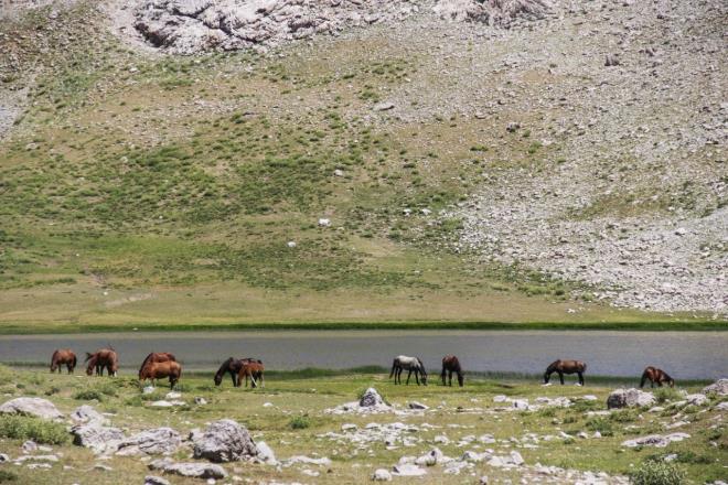 Haziran aynda srleriyle Kepr Yaylas'na giden gerlerin kyden yaylaya geli gidite peynir ya da erzak tamada kulland atlar, gruplar halinde yaamlaryla yaylalar renklendiriyor.