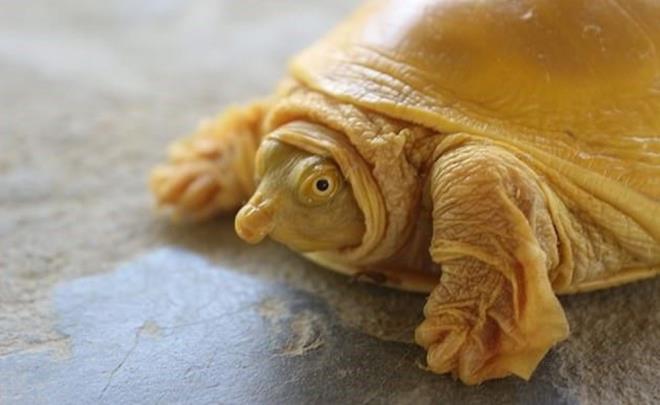 Nepal&#8217;de altn renkli bir kaplumbaa bulundu.     Yerel halk, nadir grlen mutasyona sahip kaplumbaay, 'Hindu tanrs Vishnu'nun enkarnasyonu olarak&#8217; kabul etti.