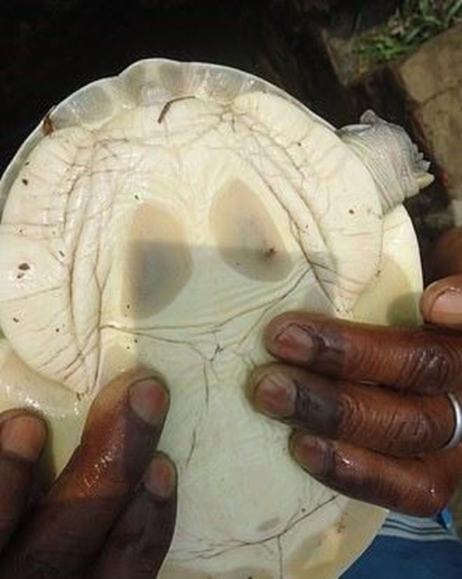 YEREL HALK KUTSAL KABUL ETT  Yerel halk ise kaplumbaann Hindu tanrs Vishnu&#8217;nun enkarnasyonu olduuna inanarak, altn renkli kaplumbaay kutsal kabul etti. Kaplumbaa, dnyada grlen 5&#8217;inci altn renkli kaplumbaa olduu belirtildi.