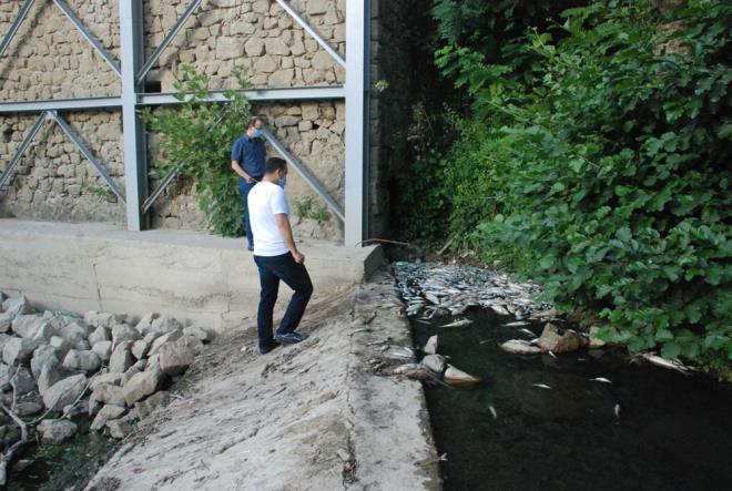 Mahalle sakinlerinden Takn Al, ''3-4 gndr burada balk lmleri yaanmaya baland. Getiimiz yl da olmutu. Suda oksijen azaldn dnyoruz. u anda 3 gndr fazlasyla balk lm artt. Bu grntler ekolojik dengenin bozulduunu bizlere gsteriyor. Burada suyun rengi ve kokusu da ok farkl, yetkililerimiz bu soruna bir zm bulmasn istiyoruz'' dedi.