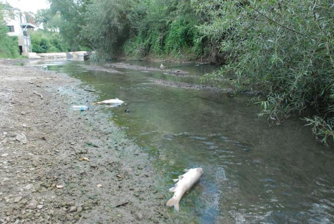Bartn Irma'nda ok sayda baln lmesi blge halkn endienlendiriyor.