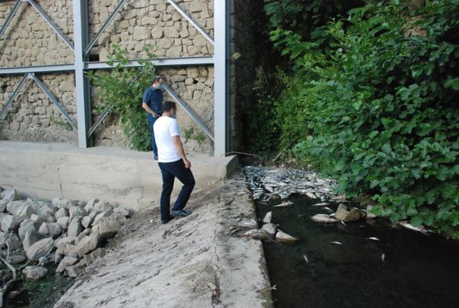 Blgeye gelen ekipler, l balklardan ve sudan numune alarak lm sebepleri konusunda aratrma balatt.