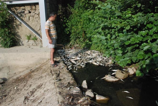 Irman 200 metrelik blmnde ise l balklarn kyya vurduu grld. Kurulan bendin arkasnda l balklar grenler, durumu evre ve ehircilik l Mdrl ile Tarm Orman Mdrl&#8217;ne haber verdi.