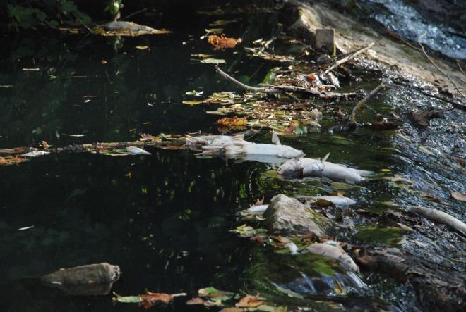 Irman dip blgesinde de ok sayda balk lrken su ve l balklar nedeniyle ar bir koku olutu.