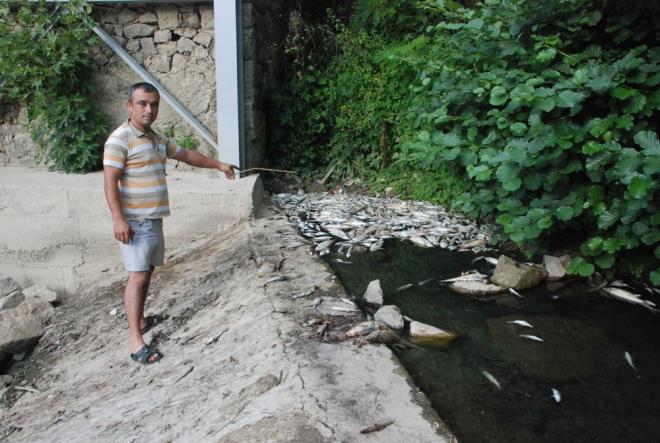 Karadeniz&#8217;e dklen rman Adac Mahallesi Deirmen mevkisindeki blmnde yzlerce balk lm gerekleti.