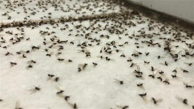 Kazm Paa Caddesi'nde, hava karardktan sonra ortaya kan sinekler, esnafa zor anlar yaatt.  yerlerinin camlarna konan binlerce sinek, vatandalar da alarma geirdi. zellikle kl vitrinler, evlerin cam ve balkonlar, sokak lambalar ile aralarn farlarna konan sineklerin byk bir blm bir sre sonra ld. Ardahan'da, bir sre nce yaanan kelebeleklerin lm dansn anmsatan sinek lmleri, grenleri artt. lk kez byle bir olayla karlatklarn syleyen Selami apan, "Kazm Paa Caddesi'nde st ve st rnleri zerine i yerim var. Hava scak olduu iin birok i yerinin kaps ak. Havann kararmas ile birlikte binlerce sinek, yaklan klara akn etti. nce korktuk. Sonra bunlarn kendiliinden ldn grdk. lenleri de biz temizledik. Her yer bir anda sinek ls ile doldu. Kimi dkkanlarn camlarna dezenfektan skt, kimi ise zerlik bitkisini yakarak, sinekleri i yerlerinden uzak tutmaya alt. Baz arkadalar hortumla su tutarak sinekleri temizledi. Hayatm boyunca byle bir ey ne grdm ne de yaadm" diye konutu.