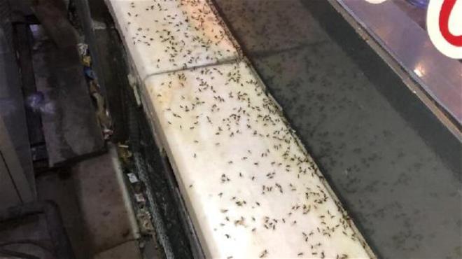 'KELEBEKLERN LM DANSI'NA BENZETTK     Sineklerin ev ve i yerlerini bast saatlerde evine gittiini syleyen Maksut Erginyrek ise "Neresi aydnlksa sinekler adeta oraya hcum ediyordu. Onlardan kurtulmann en iyi yolu karanlkta durmakt. Bunlar, biz getiimiz hafta Ardahan'da yaanan 'kelebeklerin lm dans'na benzettik. nk kta bir sre uan sinekler, tek tek lp yere dyordu. Bundan bir ay nce de Kars'ta kk bcekler km ve belediye bunun zerine ilalama almas yapmt. Umarz bir daha bu tr korkun olaylar yaamayz" dedi. te yandan belediye yetkilileri karasinek, sivrisinek ve dier haerelerle mcadele iin kent merkezinde balatlan ilalama almasnn devam ettiini aklad.