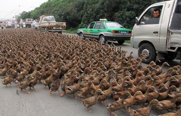 Zamanlama harikas� kareler ...