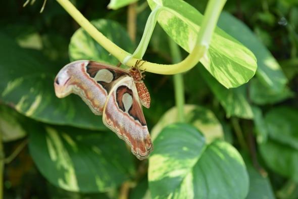 Ald gnden bu yana yzbinlerce ziyaretiye ev sahiplii yapan ve ziyaretiler tarafndan olduka beenilen Konya Tropikal Kelebek Bahesi, pandemi dneminde de hizmetini ate lm, maske ve mesafe kuralna uygun olarak srdryor. Pazartesi gn hizmet vermeyen Tropikal Kelebek Bahesi, hafta ii saat 09.30 ile 17.30 arasnda ziyaret edilebiliyor.