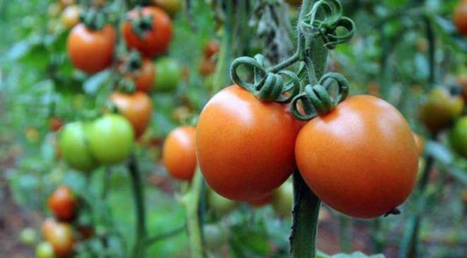 Gn ierisinde tkettilen baz besinler vcutta hem iltihaplanma hem de su tutar. Bu durumu engellemek iin bol miktarda antioksidan bulunduran domates, gece yatmadan nce tketilebilir.