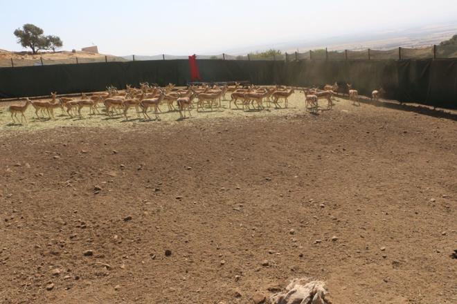 Ziristin kynde yaplan trene, Vali Ali Hamza Pehlivan, Belediye Bakan Mehmet Yarka, rnak niversitesi Rektr Mehmet Emin Erkan, Silopi Kaymakam Can Kazm Kuruca, Cizre Kaymakam Davut Sinanolu ile Doa Koruma ve Milli Parklar Blge Mdr srafil Erdoan katld.