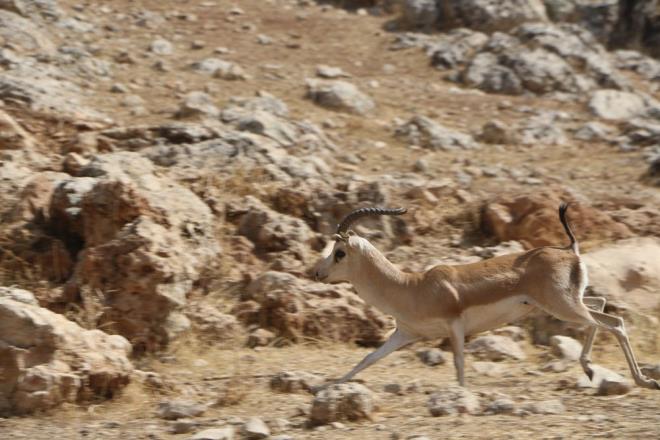 Cudi, tarihsel gemii, kltrmz, inanlarmz asndan, insanlk tarihi asndan tad deerler ile birlikte yaam eitlilii asndan da tam bir zenginlik kaynadr. Orada  endemik trlerden dier canl trlerine kadar mthi bir eitlilik var. O yzdendir ki biz aslnda Cudi'nin inallah milli park olarak ilan edilmesini de rnak olarak arzu ediyoruz" dedi.