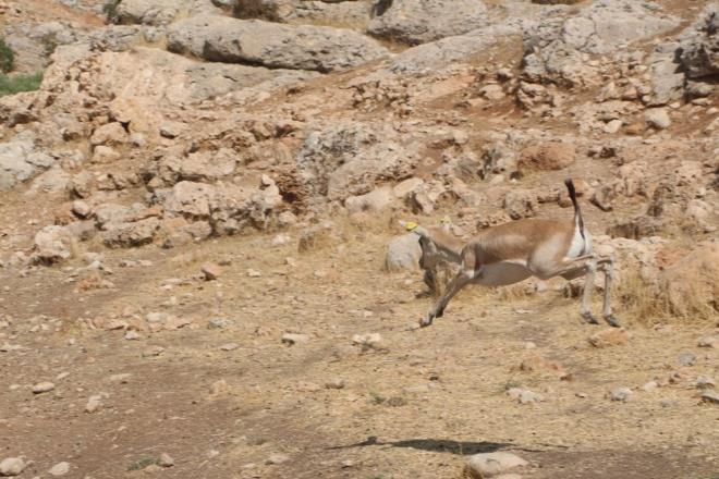 Daha sonra Cudi Da eteklerine braklan ceylanlar, dada gzden kayboldu.