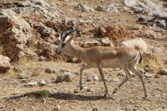 Vali Pehlivan, "23' dii 37'si erkek olmak zere toplam 50 ceylan Cudi Da'nn eteklerine brakacaz. Hayvanlar dnyamzn, doamzn ss, rengidir. Onlarla birlikte aslnda dnyadaki yaam paylayoruz. Onlar korumak, uygun yaam alanlar salamak hepimizin grevidir. Bu hayvanlar inallah doada oalacaklar. Buradaki kyllerimize teslim ediyoruz, bu hayvanlar.