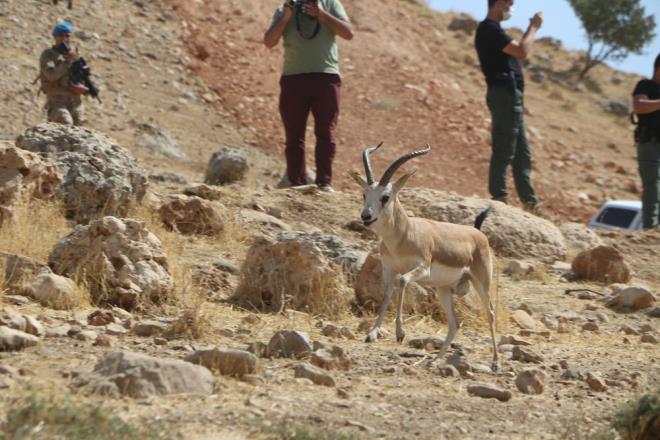 Vali Ali Hamza Pehlivan, trende yapt konumasnda, Cudi Da'na braklan ceylanlarn blge halk tarafndan besleneceini ifade ederek, bu sayede doada oalmalarnn salanacan syledi.