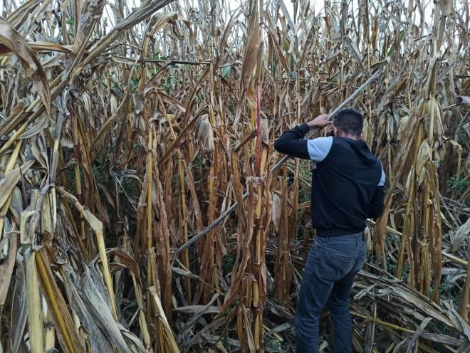 Hibir tarafn zarar grmesini istemiyoruz<br>  evre kylerinde durum dolays ile endieli olduunu dile getiren emeba Mahalle Muhtar Dursun etin, &#8220;Bizim bir endiemiz var, tarmsal arazimiz var bu arazi ekilmi arazi ve 4 bin dnm yaklak. Bir ay yavrusu grlm ve daha sonrasnda annesi de gelmi. Birka gnden beri millet burada endieli, araziye gidemiyor. Ben yetkililere konuyu bildirdim, gelip baktlar. Endieliyiz, tarm arazisine zarar veriyor ve millete zarar verecek veyahut millet ona zarar verecek ama istemiyoruz yani hibir tarafn zarar grmesini. O yzden burada ne gerekiyorsa yaplmasn istiyoruz. Sadece benim kym deil btn evre kylerin o blgede yerleri var. Hi ay gelmemiti bu zamana nasl geldi bizde ardk. lk olarak gren arkadamz gelip bana bizzat syledi ve daha sonra bir kadn grm 2 tane ayy birlikte. Bir arkadamz tarla ierisinde grm ve grnce korkudan kam&#8221; dedi.