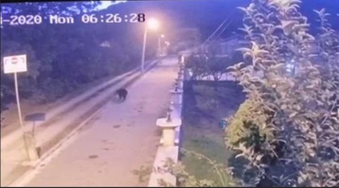 Akyaz ilesi Karaallk ve emeba Mahallelerinde vatandalar tarafndan grlen 2 ay panie sebep oldu. Yiyecek bulmak iin mahalleye inen aylar halkta tedirginlik oluturdu. Aynn mahallede gezindii anlar gvenlik kamerasna saniye saniye yansrken, blge halk ise evlerinden kamyor. emeba Mahalle Muhtar Dursun etin, sosyal medya hesabndan yapt paylam ile vatandalar uyard. Tarlalarda bulunan mahsullerini bile toplamaya kamayan vatandalar zor durumda olduklarn belirterek yetkililerden yardm istedi.