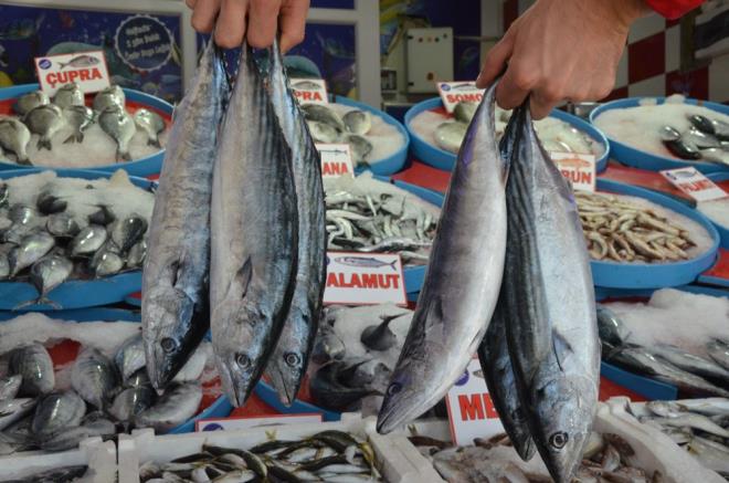 Bu yl olduka bol miktarda avlanan palamut balklarn ve vatandalarn yzn gldrrken, kk boyuttaki palamut balklarnn tanesi ise 5 liradan tezgahlarda satlyor.