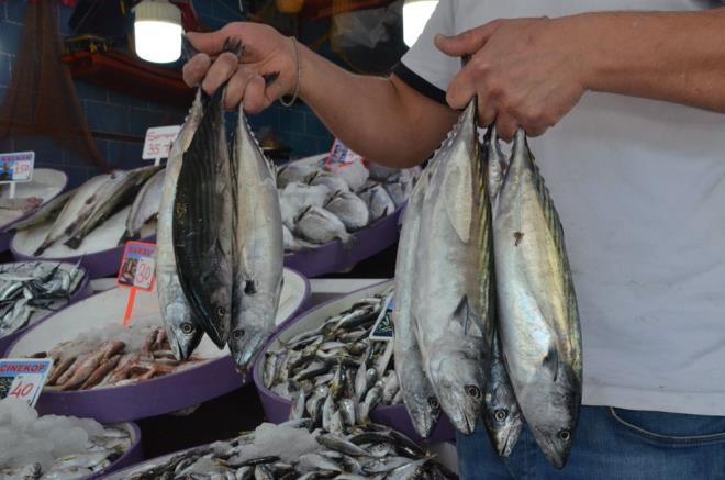 ''BOL BOL ALIYORLAR''  Ordu&#8217;nun Perembe ilesinde balklk yapan Emrah Kl, geen sezon ok az avlanlan palamuta insanlarn adeta hasret kaldklarn ifade etti.