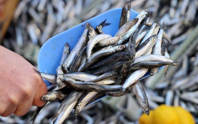 Baln sindirimi en kolay yiyecek olduunu belirten Prof. Dr. Varlk, u szleri syledi: Balkta ba doku olmad iin sindirimi kolaydr. Haftada en az iki  kez balk yenmesi gerekir. zellikle de gelimekte olan ocuklarn ve genlerin yemesi gerekir."