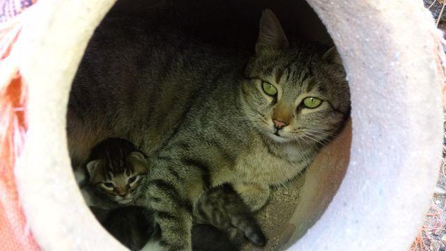 Gerekli zeni gstererek takip ediyoruz: Konumasnn devamnda Irak "Anne kedi byk ihtimal kpn iini gvenli hissetmi. Biz de kedilerine gerekli zeni gstererek takip ediyoruz. Evimizin bulunduu site 20 dnmlk bahenin iindedir. Dolaysyla anne kedi buradaki doal ortamlarnda yaamaktadr. Kedilerin yan sra kirpi, hatta nadiren kk ylanlarla da karlayoruz. ok eitli ku ve kelebekler de bulunuyor. Bunlarn hepsi doal ortamlarda hayatlarn devam ettiriyorlar&#8221; diye konutu.