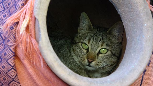 Bahede kedi sesi duyan komular, evin nne dekor amal braklan kpn iinde kedi yavrularyla karlat. Kedinin doum iin bir kp tercih etmesi aknlkla karland.