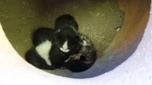 Komumuzun kz fark etti: Anne kedinin kpn iinde drdz yavru dourduunu dile getiren Irak, &#8220;Bizler de kendilerini takip ediyoruz ve anneyi beslemeye alyoruz. Anne kediyi hamile halini dolarken gryorduk. Bir ara hamileliinin gittiini ve yavrularn fark etmitik. Ancak kpn iinde yavruladn birka gn sonrasnda fark ettik. lk olarak komumuzun Beritan isimli kz fark etmiti. Beritan&#8217;n bizi haberdar etmesiyle durumdan haberimiz oldu&#8221; diye konutu.