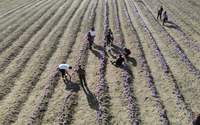 Yerli ve yabanc turistlerin urak yeri olan safran tarlalar, ilede turizmin nemli bir noktas haline geldi.