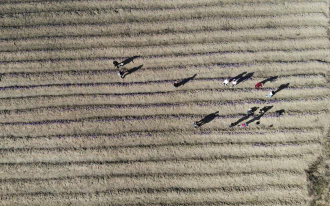 Fotoraf ektirip topluyorlar: Safran tarlalarna akn eden yerli ve yabanc turist ziyaretiler, bol bol fotoraf ektirerek, safran toplamann keyfini yaad.