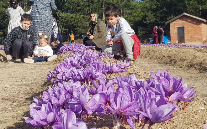 Dnyann en pahal baharat: 16 ifti tarafndan 30 dekar alanda retimi yaplan safran bitkisi, kilosu 40 bin liradan satlmas dolaysyla "dnyann en pahal baharat" olarak adlandrlyor.
