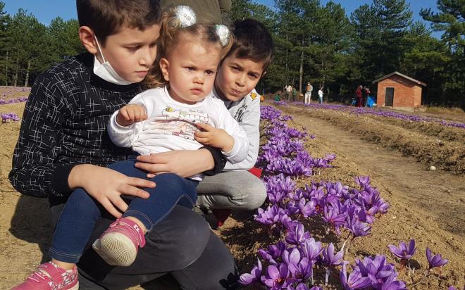 15-30 santimetre uzunluuna ulaan safran, Osmanl dneminden kalma han, hamam, cami, eme, konak ve kpr gibi tescilli yaplaryla kltr turizminin nemli noktalarndan olan Safranbolu turizmine yeni bir destinasyon kazandrd.