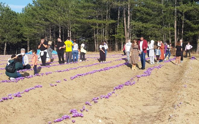 Austos aynda ekimi yaplan ve Ekim-Kasm aylarnda hasad yaplan, mor renkli ve ho kokulu iekler aan safrann getiimiz gn ilk hasadna balanmt.
