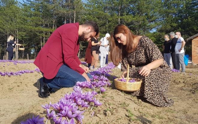 KARABK Safranbolu ilesine bal Yukariftlik ky Keten Mahallesi'nde smail Ylmaz'a ait 25 dnmlk safran tarlalar fotoraf tutkunlarnn ve turistlerin vazgeilmezi arasnda yer alarak, doal plato oldu.