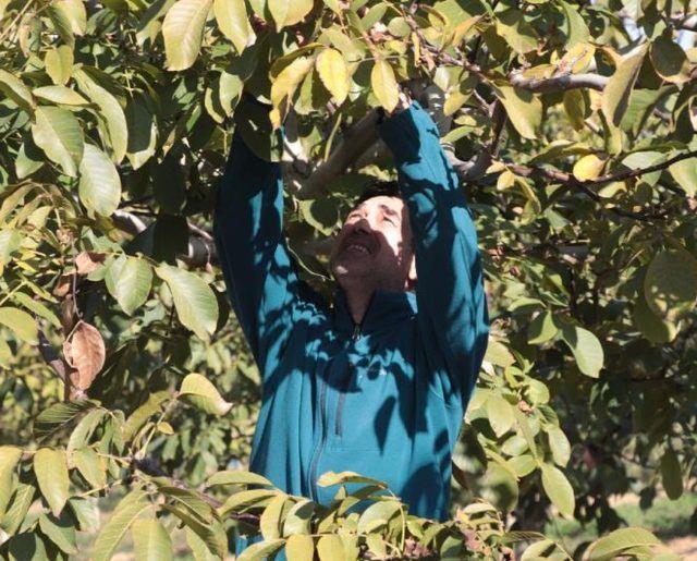 Bir ceviz bahesi kurma hayalini 12 yl nce anne ve babasnn destekleriyle gerekletirdiini syleyen Burak Hakk, 800 ceviz aacndan tonlarca ceviz hasat etti.