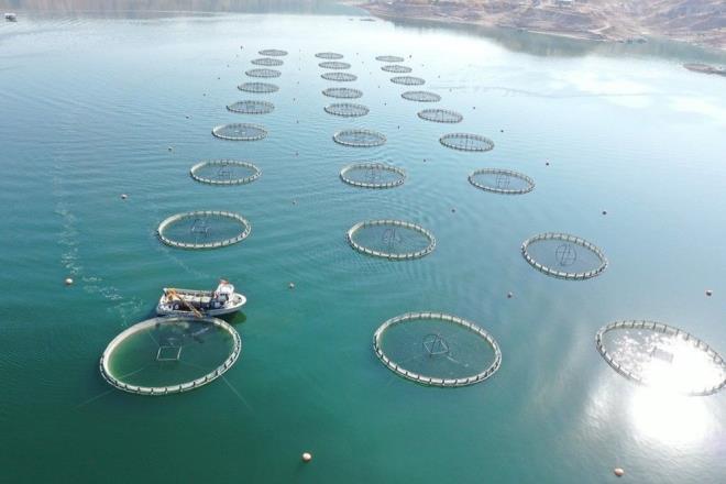 Vatandalar tarafndan 'yerli somon' olarak bilinen ama Tarm ve Orman Bakanl Balklk ve Su rnleri Genel Mdrl&#8217;nn kararyla 'Trk somonu' olarak raflardaki yerini alan somon bal retimine Kayseri'de tm hzyla devam ediliyor.